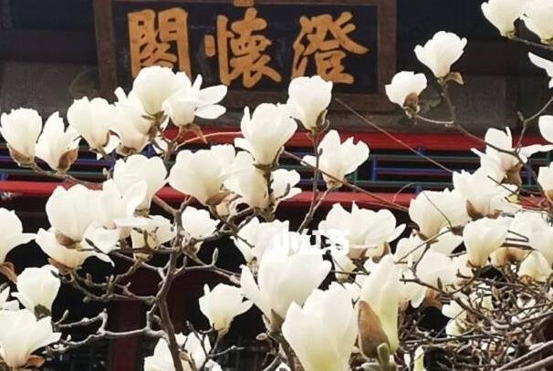 北京哪里可以看玉兰花