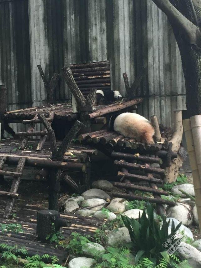 成都旅游住哪里方便 成都旅游住宿推荐 成都旅游住哪里方便 成都旅游住宿推荐