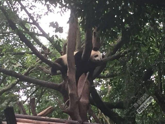 成都旅游住哪里方便 成都旅游住宿推荐 成都旅游住哪里方便 成都旅游住宿推荐