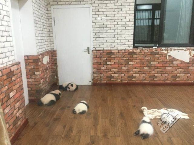 成都旅游住哪里方便 成都旅游住宿推荐 成都旅游住哪里方便 成都旅游住宿推荐
