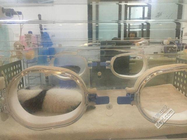 成都旅游住哪里方便 成都旅游住宿推荐 成都旅游住哪里方便 成都旅游住宿推荐