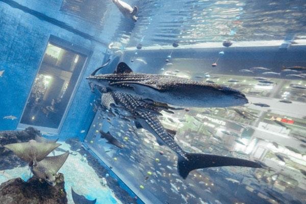 浩海立方海洋馆游玩攻略-门票价格-景点信息