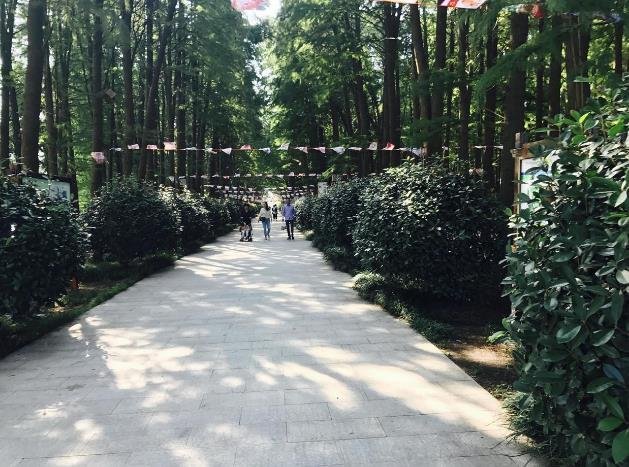 李中水上森林公园攻略游记 李中水上森林公园攻略游记