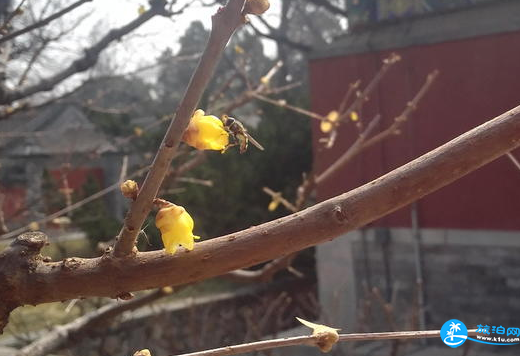 北京植物园值得一去吗 北京植物园游玩攻略 北京植物园值得一去吗 北京植物园游玩攻略