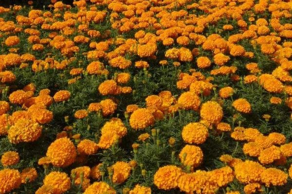 2022菊花塘公园旅游攻略 - 门票价格 - 交通天气