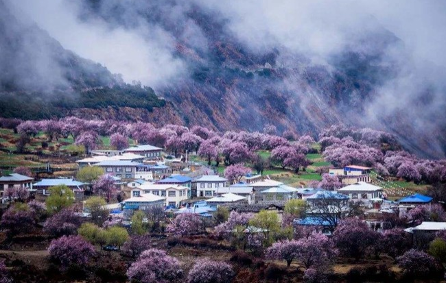 林芝桃花最佳观赏地推荐 林芝赏桃花村庄介绍 林芝桃花最佳观赏地推荐 林芝赏桃花村庄介绍
