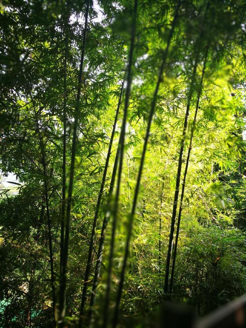 从化有什么旅游景点 从化有什么好玩的 从化有什么旅游景点 从化有什么好玩的