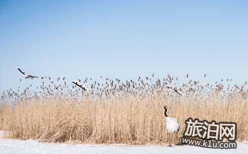 2018扎龙自然保护区攻略 扎龙自然保护区在哪里 2018扎龙自然保护区攻略 扎龙自然保护区在哪里