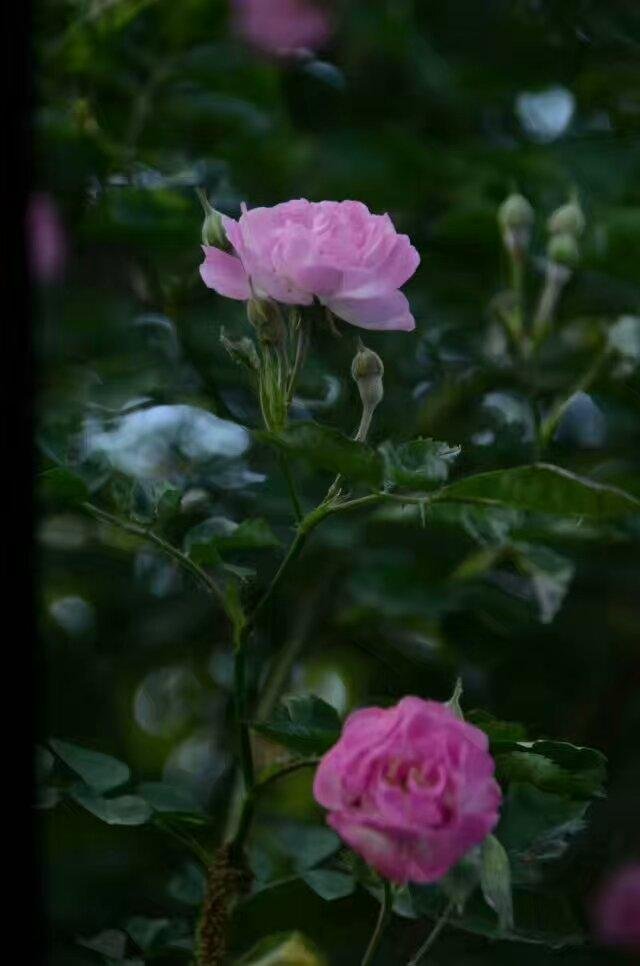 春天玫瑰话好看吗 春天玫瑰话好看吗