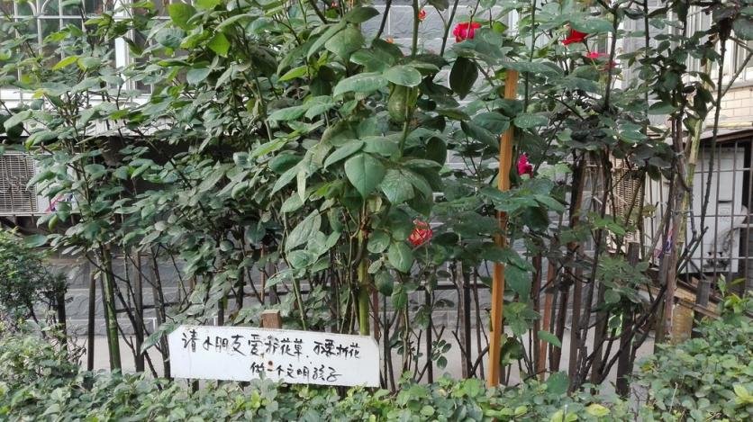 春天玫瑰话好看吗 春天玫瑰话好看吗