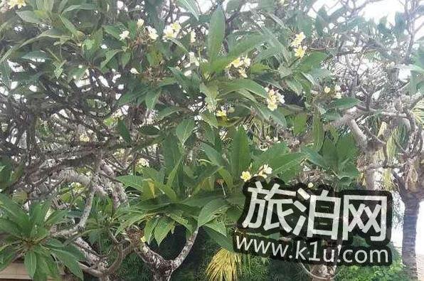 2018巴厘岛自由行旅游攻略 2018巴厘岛自由行旅游攻略