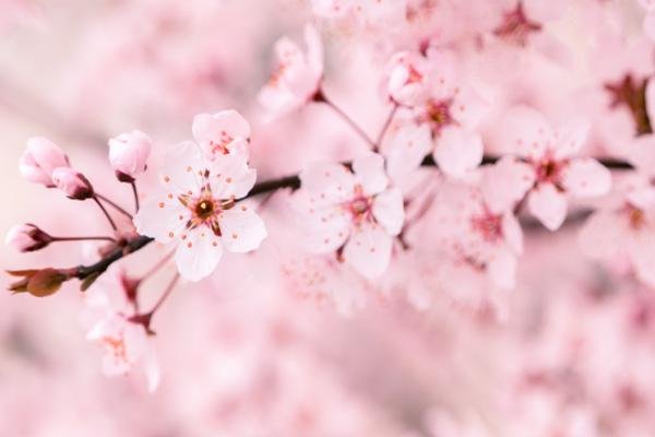 2022太原玉泉山公园现在能去吗?附樱花赏花指南 2022太原玉泉山公园现在能去吗?附樱花赏花指南