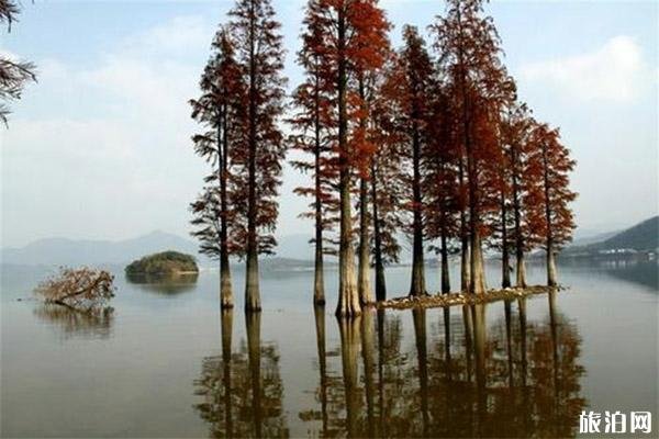 广安华蓥山水杉山庄