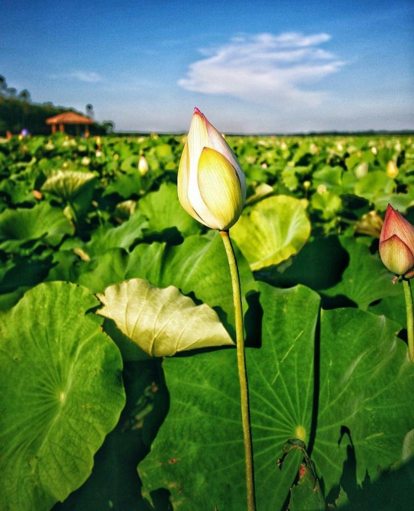 临高县有什么好玩的 临高县有哪些旅游景点 临高县有什么好玩的 临高县有哪些旅游景点