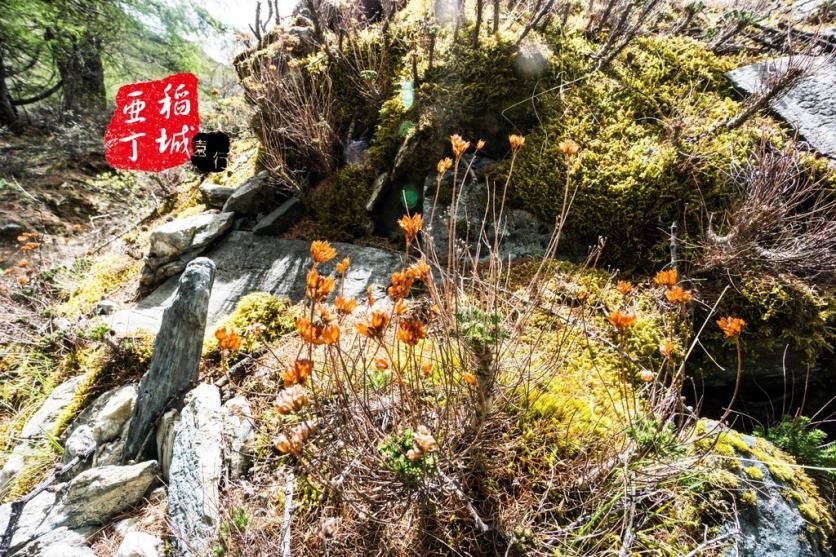 稻城亚丁有什么好玩的 稻城亚丁旅游攻略2017 稻城亚丁有什么好玩的 稻城亚丁旅游攻略2017