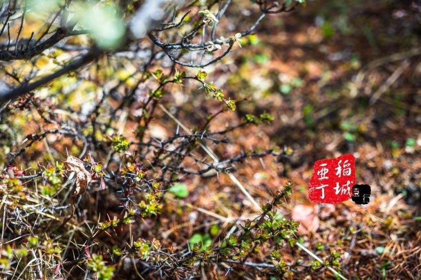 稻城亚丁有什么好玩的 稻城亚丁旅游攻略2017 稻城亚丁有什么好玩的 稻城亚丁旅游攻略2017