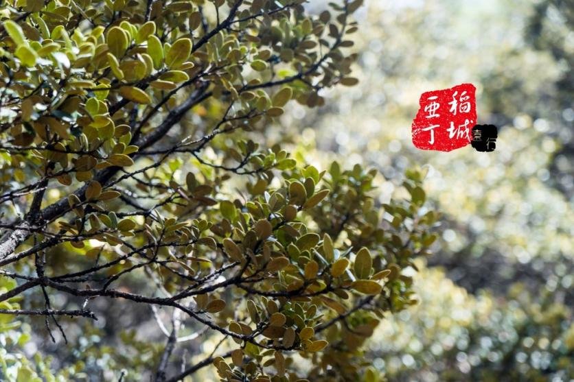 稻城亚丁有什么好玩的 稻城亚丁旅游攻略2017 稻城亚丁有什么好玩的 稻城亚丁旅游攻略2017