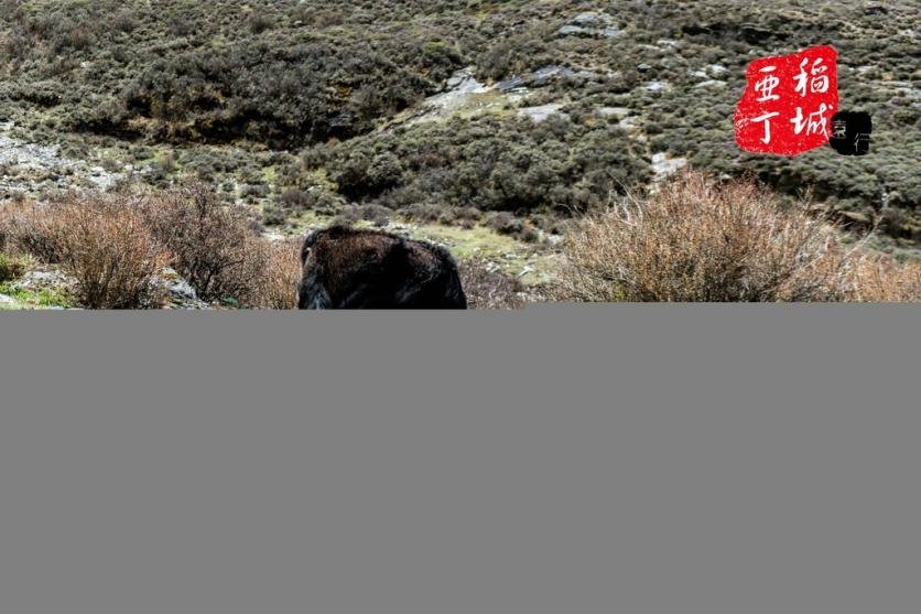 稻城亚丁有什么好玩的 稻城亚丁旅游攻略2017 稻城亚丁有什么好玩的 稻城亚丁旅游攻略2017