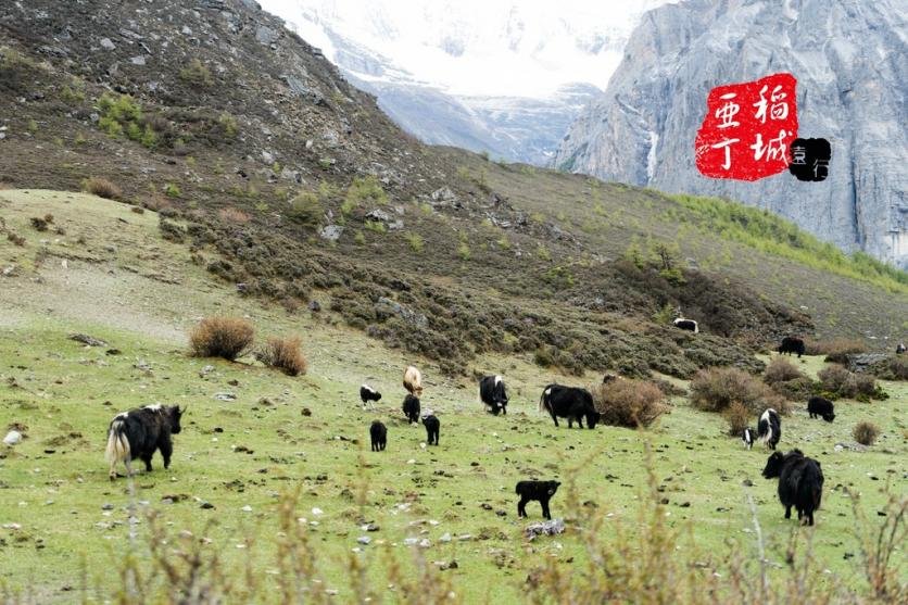 稻城亚丁有什么好玩的 稻城亚丁旅游攻略2017 稻城亚丁有什么好玩的 稻城亚丁旅游攻略2017