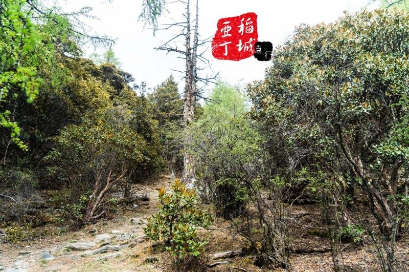 稻城亚丁有什么好玩的 稻城亚丁旅游攻略2017 稻城亚丁有什么好玩的 稻城亚丁旅游攻略2017