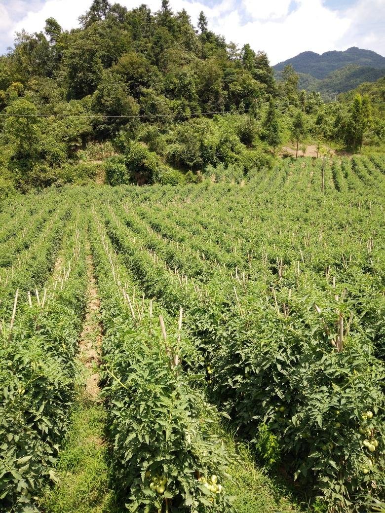 曹家坳中岭镇好玩吗 曹家坳中岭镇好玩吗