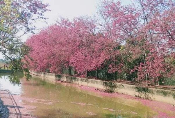 福州樱花园在哪里?能看樱花景区有哪些?